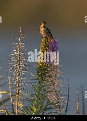 Kolibri Annas, Calypte Anna; Weiblich, thront auf Bugloss Stiel, Bolinas, Kalifornien. Stockfoto