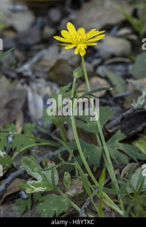 California-Hahnenfuß, Ranunculus Californicus in Blüte im Frühjahr. Kalifornien. Stockfoto