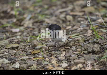 Dunkel-gemustertes Junco, Oregon Form; Junco Hyemalis ernähren sich von Waldboden, California. Stockfoto