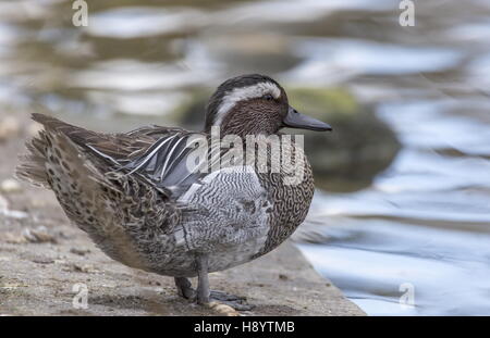 Männliche Garganey, Anas Querquedula am Rand des Sees; Norfolk. Stockfoto