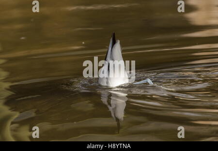 Säbelschnäbler Recurvirostra Avosetta Fütterung im flachen Wasser. Zeitigen Frühjahr. Stockfoto