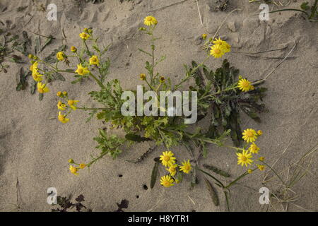 Oxford Kreuzkraut, Senecio Squalidus auf Sanddünen, Gower Peninsula, South Wales. Stockfoto