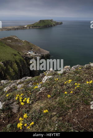 Hoary Rock Rose, Helianthemum Oelandicum Ssp Incanum, in Blüte am Wurmkopf, Rhossili; Gower Halbinsel AONB, Südwales. Stockfoto