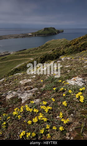 Hoary Rock Rose, Helianthemum Oelandicum Ssp Incanum, in Blüte am Wurmkopf, Rhossili; Gower Halbinsel AONB, Südwales. Stockfoto