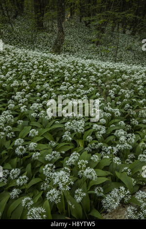 Massen von Bärlauch oder Bärlauch, Allium Ursinum auf der Gower Halbinsel, Süd-Wales. Stockfoto