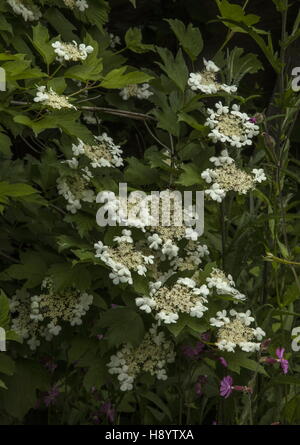 Guelder Rose, Viburnum Opulus, blühenden Hecke. Dorset. Stockfoto
