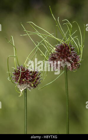 Wilde Zwiebel, Allium Vineale mit keimenden Zwiebelchen, aufgrund der nassen Frühling. Dorset. Stockfoto