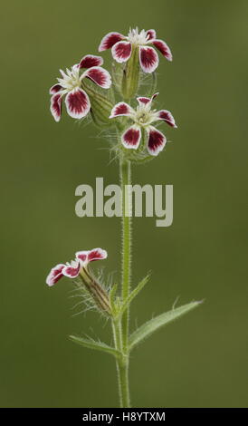 Kleine Blumen Leimkraut, Silene Gallica - rot gefleckten Form in Blüte.  Dorset. Stockfoto