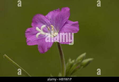 Großen Weidenröschen, Epilobium Hirsutum in Blume, Dorset. Stockfoto