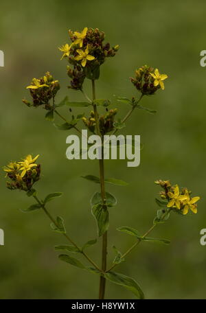 Stammten Platz St-Johanniskraut, Hypericum Tetrapterum in Blüte im sumpfigen Boden. Dorset. Stockfoto