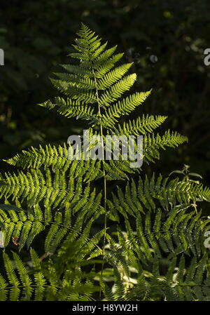 Bracken, Pteridium aquilinum Stockfoto