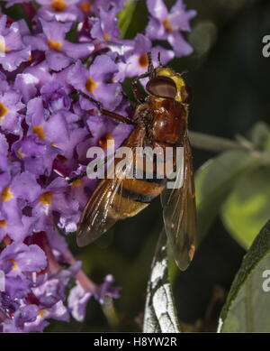 Hornet mimischen Hoverfly, Volucella Zonaria Fütterung auf Sommerflieder im Garten Tierwelt. Dorset. Stockfoto