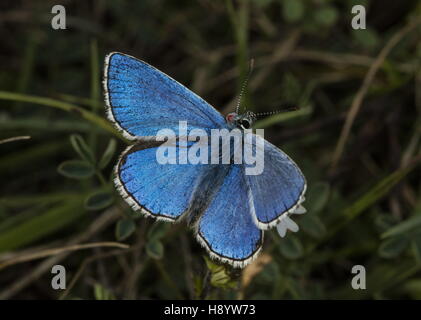 Männliche Adonis Blue Butterfly, zweite Brut, mit rote Milbe befestigt. Kreide Downland, Dorset. Stockfoto