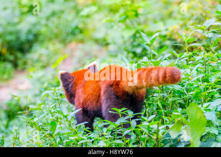 Roter Panda (Ailurus Fulgens) oder kleinere Panda zu Fuß in den Rasen, Bild von hinten Stockfoto