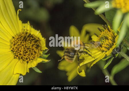 Gemeinsamen Carder Hummel, Bombus Pascuorum im Flug, Garten Blume zu besuchen. Dorset. Stockfoto