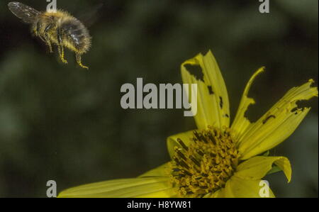 Gemeinsamen Carder Hummel, Bombus Pascuorum im Flug, Garten Blume zu besuchen. Dorset. Stockfoto