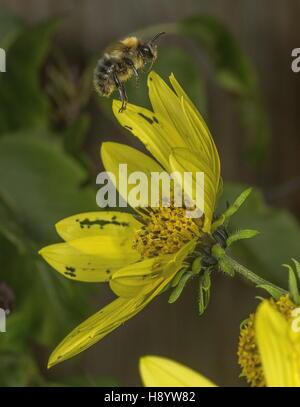 Gemeinsamen Carder Hummel, Bombus Pascuorum im Flug, Garten Blume zu besuchen. Dorset. Stockfoto