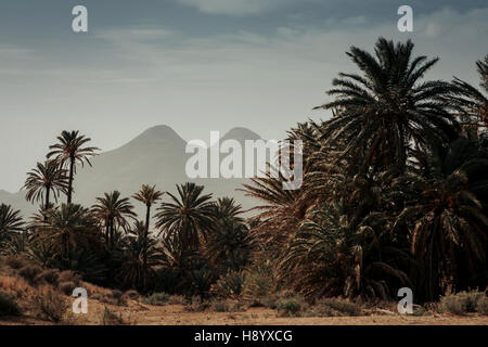 Wüste Ort mit Palmen befindet sich in Almeria (Südosten Spaniens) Stockfoto