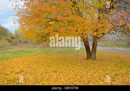 Einsame schöne Herbst Baum und Laub Stockfoto
