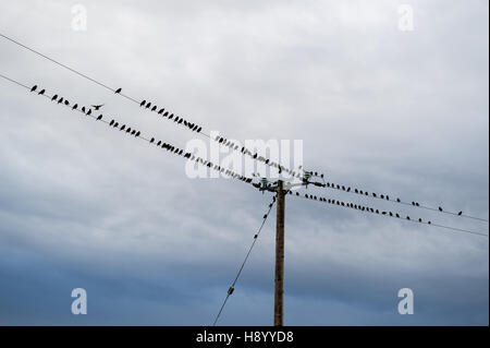 Vögel auf einem Draht in West Cork, Irland. Stockfoto