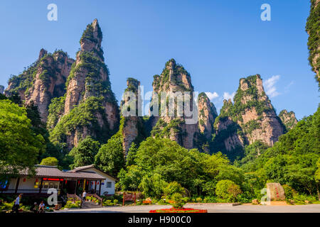 Blick über hohe Sandsteinsäulen und Formationen in Zhangjiajie National Park, Hunan, China Stockfoto