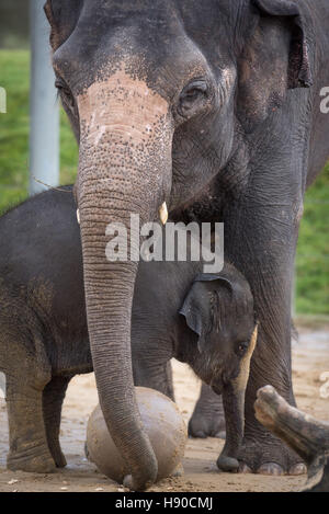 Whipsnade Zoo, Dunstable, Großbritannien. 10. Januar 2017. Tausende von Tieren sind im ZSL Whipsnade Zoo als Tierpfleger gezählt wird Mach dich bereit für die größte Aufgabe des Jahres – die 2017 jährliche Bestandsaufnahme. Heimat von mehr als 3.300 Tiere, Tierpfleger im Zoo von Großbritanniens größten Bestandsaufnahme der jeden Wirbellosen, Vogel, Fische, Säugetiere, Reptilien- und Amphibienarten. Andrew Walmsley/Alamy Live-Nachrichten Stockfoto