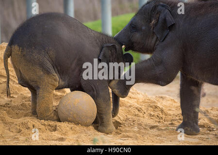 Whipsnade Zoo, Dunstable, Großbritannien. 10. Januar 2017. Tausende von Tieren sind im ZSL Whipsnade Zoo als Tierpfleger gezählt wird Mach dich bereit für die größte Aufgabe des Jahres – die 2017 jährliche Bestandsaufnahme. Heimat von mehr als 3.300 Tiere, Tierpfleger im Zoo von Großbritanniens größten Bestandsaufnahme der jeden Wirbellosen, Vogel, Fische, Säugetiere, Reptilien- und Amphibienarten. Andrew Walmsley/Alamy Live-Nachrichten Stockfoto