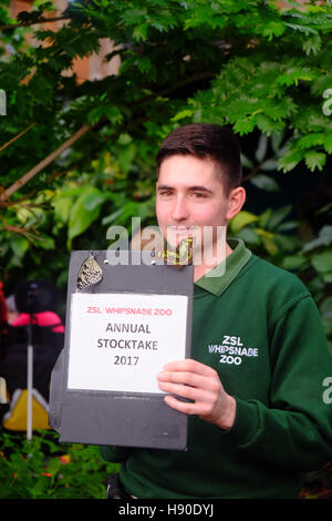 Whipsnade, Bedfordshire, Großbritannien. 10 Jan, 2017. Zoo Keeper zählt Schmetterlinge während der jährlichen Inventur in Whipsnade Zoo Stockfoto