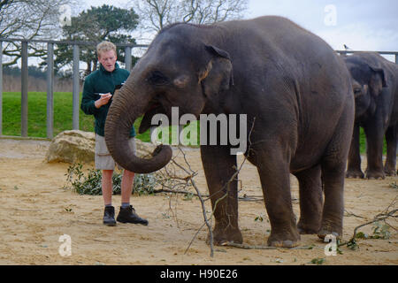 Whipsnade, Bedfordshire, Großbritannien. 10 Jan, 2017. Asiatische Elefanten sind an Torwart bei der jährlichen Inventur in Whipsnade Zoo gezählt Stockfoto