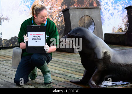 Whipsnade, Bedfordshire, Großbritannien. 10 Jan, 2017. Seelöwen sind an Torwart während des Annnual Inventur in Whipsnade Zoo gezählt Stockfoto