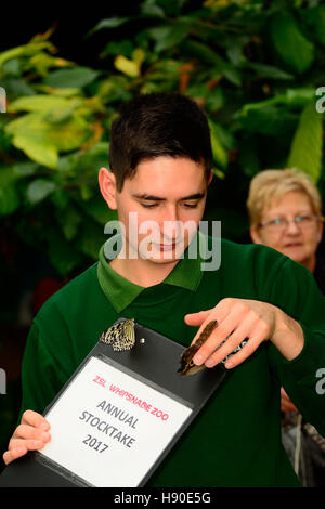 Whipsnade, Bedfordshire, Großbritannien. 10 Jan, 2017. Zoo Keeper zählt Schmetterlinge während Annnual Inventur in Whipsnade Zoo Stockfoto