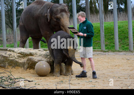 Whipsnade, Bedfordshire, Großbritannien. 10 Jan, 2017. Cute Baby Asiatischer Elefant spielt mit Ball im Annnual Inventur in Whipsnade Zoo Stockfoto