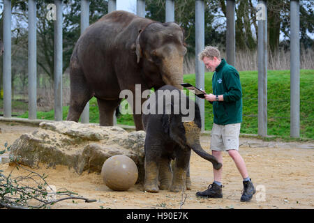 Whipsnade, Bedfordshire, Großbritannien. 10 Jan, 2017. Cute Baby Asiatischer Elefant spielt mit Ball im Annnual Inventur in Whipsnade Zoo Stockfoto