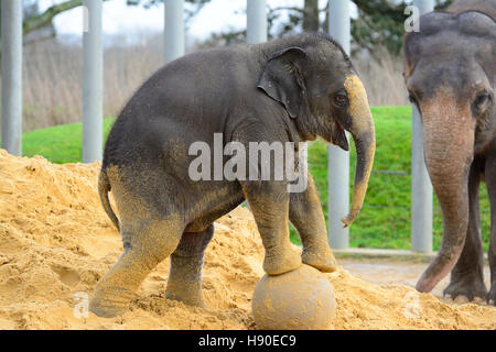 Whipsnade, Bedfordshire, Großbritannien. 10 Jan, 2017. Cute Baby Asiatischer Elefant steht oben an der Annnual Inventur in Whipsnade Zoo gezählt werden. Stockfoto