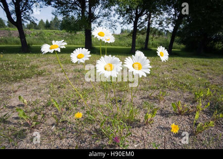 Leucanthemum Vulgare; Oxeye Daisy; gemeinsamen daisy Stockfoto