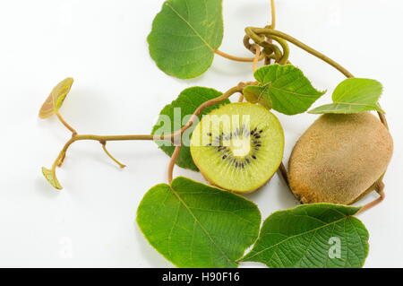 Frisch gepflückten Kiwi mit Ast und Blättern auf weißem Hintergrund Stockfoto