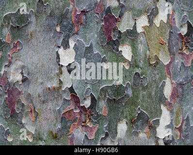 Bunte Baumrinde als nahtlose Textur Hintergrund Stockfoto