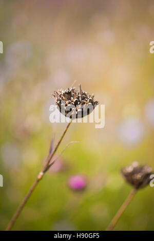 Getrockneter Blütenkopf, Dianthus carthusianorum, Oudolf Field, Hauser & Wirth, Somerset, VEREINIGTES KÖNIGREICH. September. Designer Piet Oudolf. Stockfoto