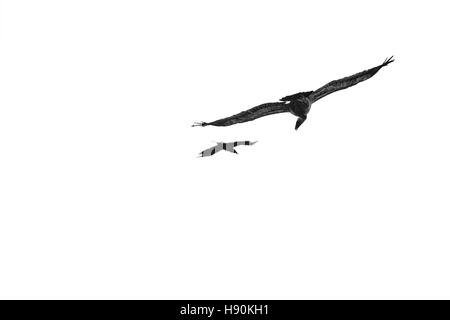 Geier fliegen in Karpin Abentura, Carranza - Karrantza, Vizcaya - Bizkaia. Spanien, Europa Stockfoto