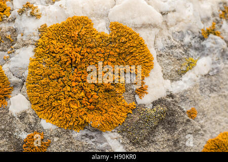 Nahaufnahme von einem Crustose Flechten auf einem Felsen (Xanthoria Elegans) Stockfoto