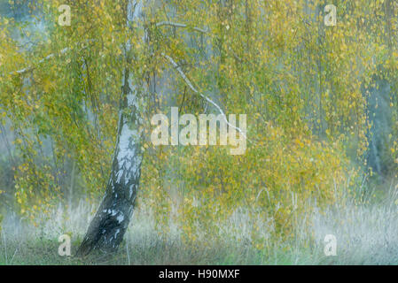 Birken im Moor im Herbst, Goldenstedt, Landkreis Vechta, Niedersachsen, Deutschland Stockfoto