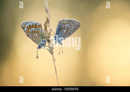 gemeinsamen Blues (Polyommatus Icarus) auf Rasen, Niedersachsen, Deutschland Stockfoto