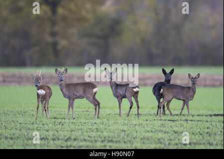 Rehe auf frische Feld, Capreolus Capreolus, Landkreis Vechta, Niedersachsen, Deutschland Stockfoto