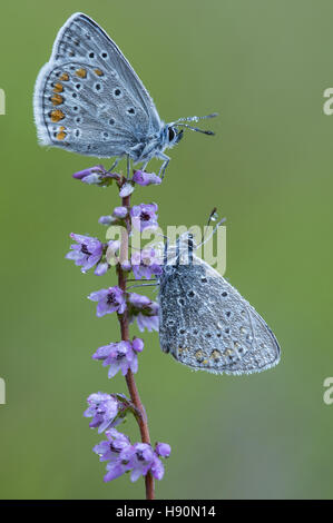 gemeinsamen Blues (Polyommatus Icarus) auf gemeinsame Heide, Niedersachsen, Deutschland Stockfoto
