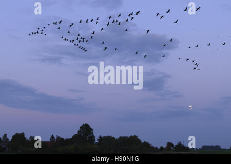 Kraniche, Grus Grus, Mecklenburg-Vorpommern, Deutschland Stockfoto