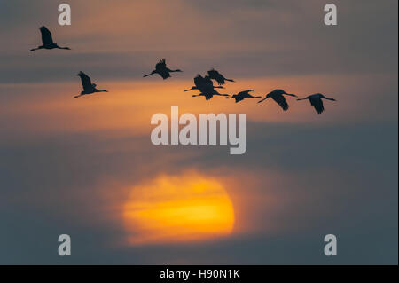 Kraniche, Grus Grus, Mecklenburg-Vorpommern, Deutschland Stockfoto