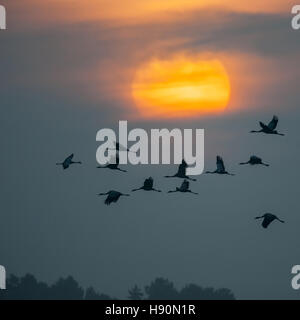 Kraniche, Grus Grus, Mecklenburg-Vorpommern, Deutschland Stockfoto