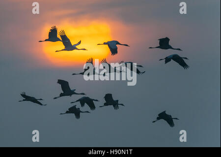 Kraniche, Grus Grus, Mecklenburg-Vorpommern, Deutschland Stockfoto