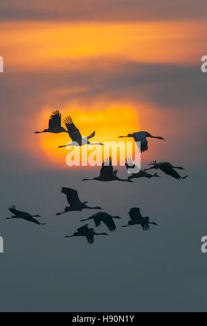 Kraniche, Grus Grus, Mecklenburg-Vorpommern, Deutschland Stockfoto