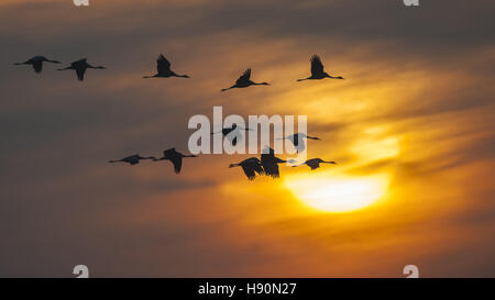 Kraniche, Grus Grus, Mecklenburg-Vorpommern, Deutschland Stockfoto